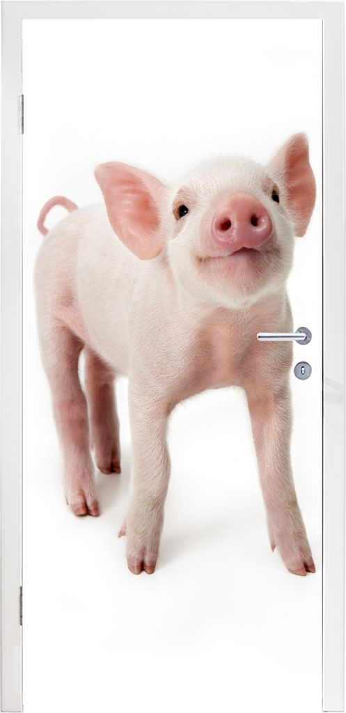 MuchoWow Türtapete Selbstklebende Türfolie Schwein - Tiere - Weiß 90x205 cm Türposter Türaufkleber Klebefolie Türklebefolie - Türaufklebern