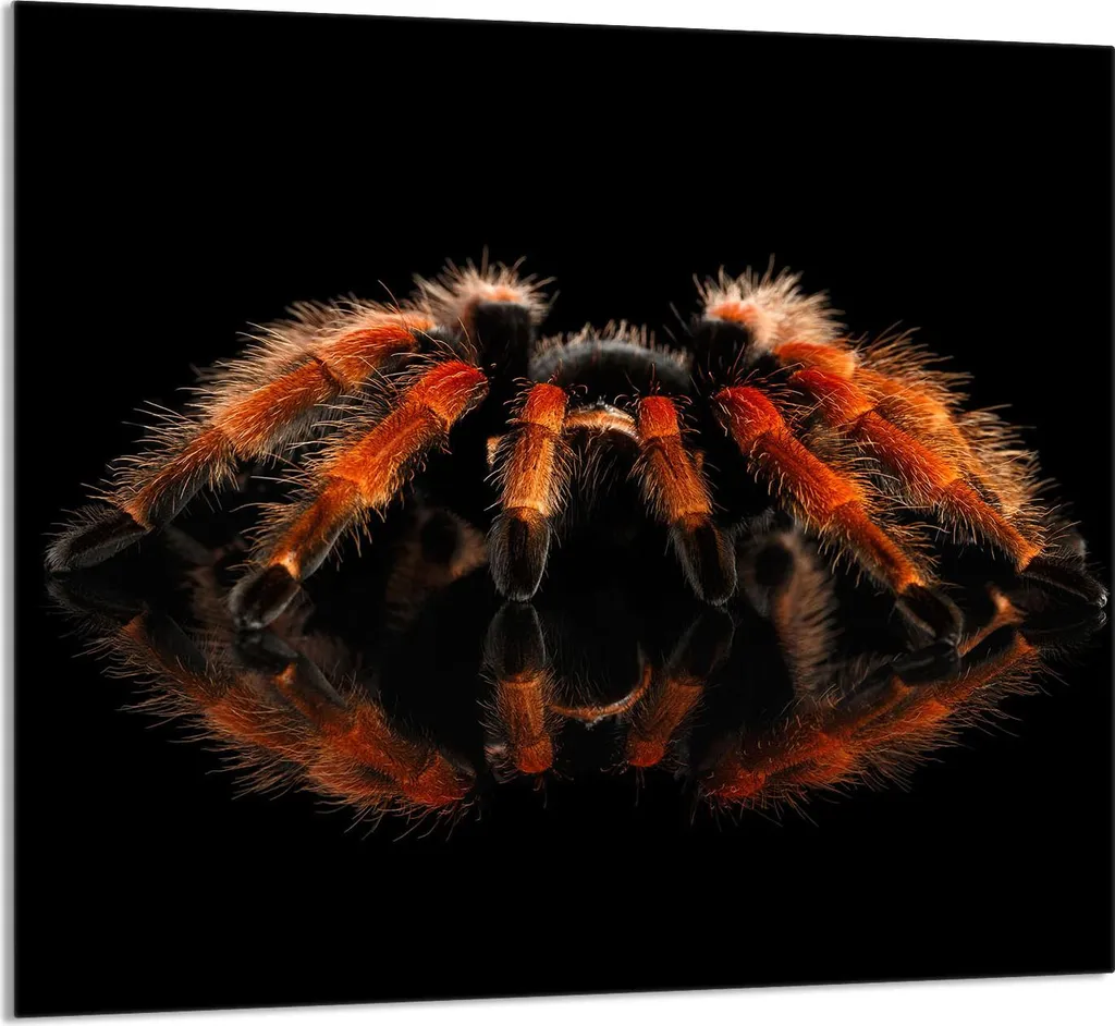 Piatto in Vetro per Cucina 65x60 Spider - Coprifornelli in Vetro Temperato