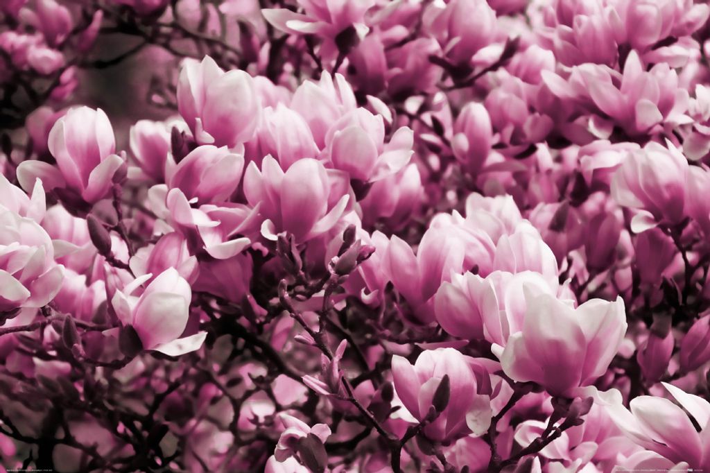 Blumen Kunstdruck Bild - Blühende Magnolien (80 x 120 cm)