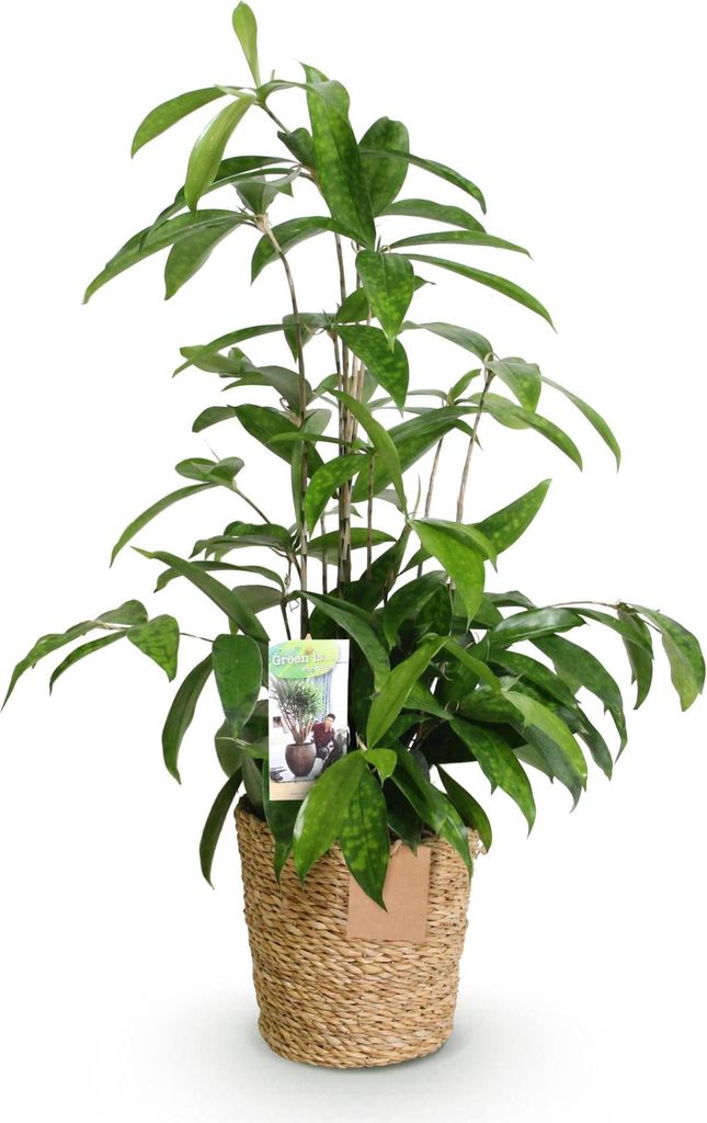 Dracaena surculosa 60-70cm 17cm mit Korb gesprenkeltes Blattwerk Elegante Deko