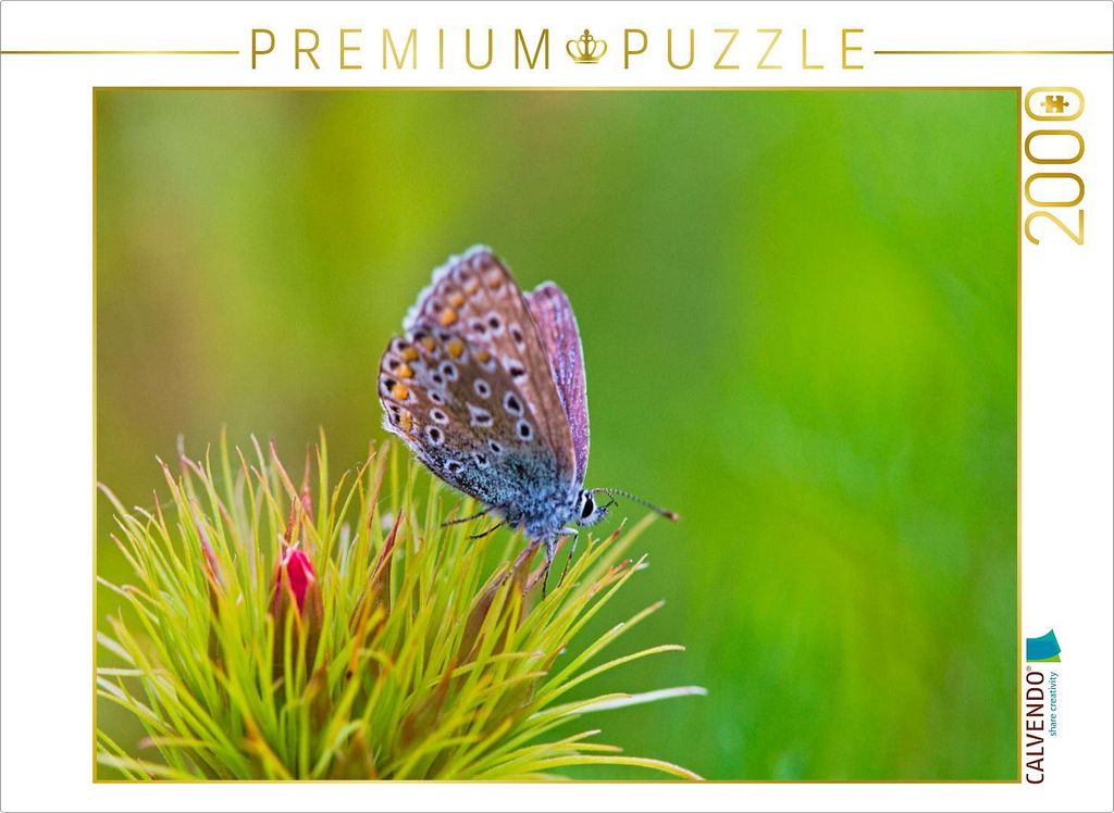 CALVENDO Puzzle Bläuling 2000 Teile Puzzle quer | 2000 Teile Lege-Größe 90x67cm Foto-Puzzle für glückliche Stunden