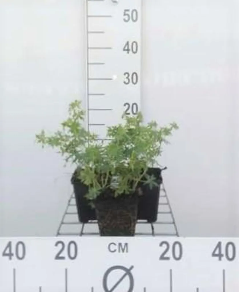 Géranium vivace blanc pour bordures et rocailles - 6 plants en pots