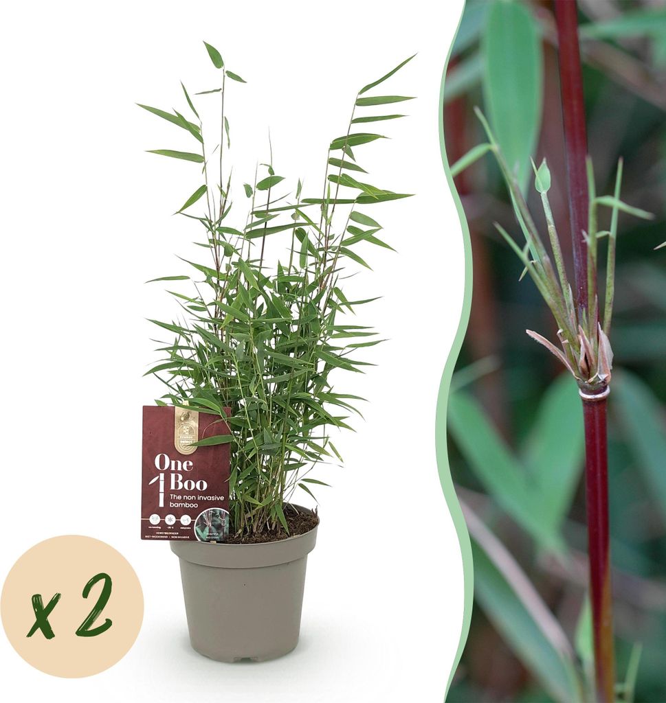 Bambus Fargesia Red Dragon – Immergrün – 2 Pflanzen – Nicht ausbreitend – Mit roten Stängeln – Für Hecke, Garten & Terrasse – Ø14cm...