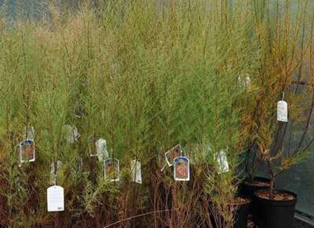 Tamarix tetrandra ( africana) - Tamarikse 60- 80 cm - Produktbild 