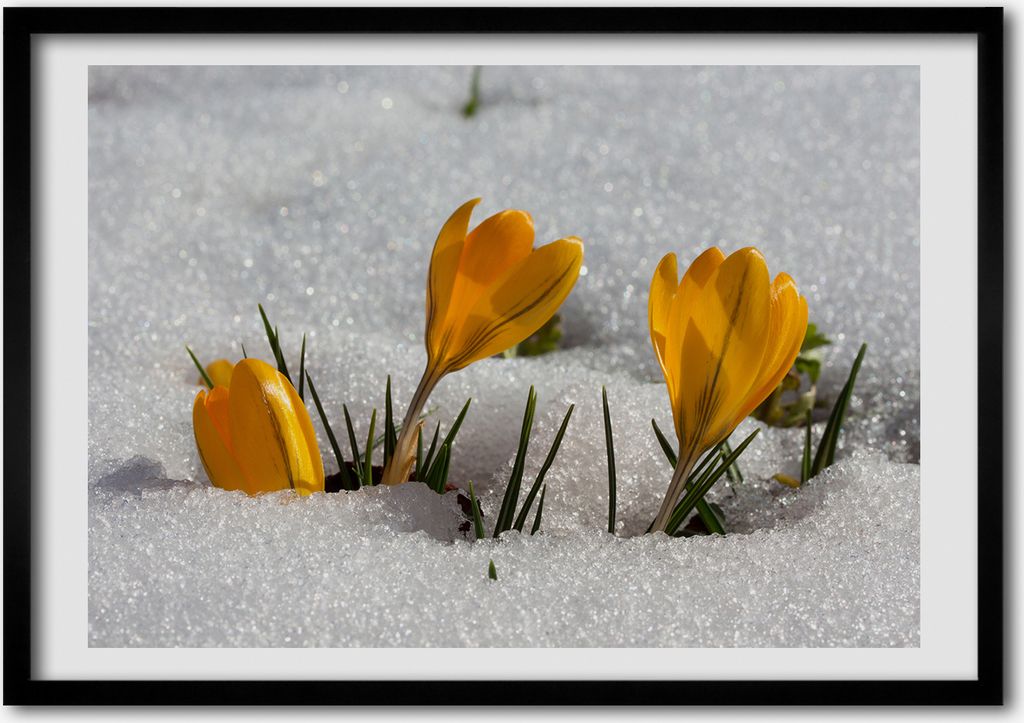Bild - Bilderrahmen - 100 cm x 70 cm - MDF - Rahmen - Foto - Wandkunst Krokus im Schnee