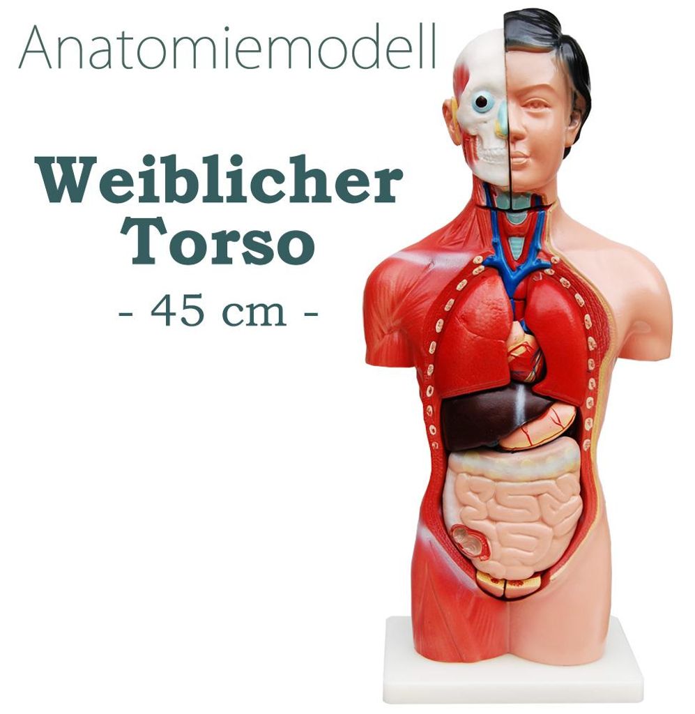 Anatomiemodell, Torso weiblicher Körper. verkleinerte Darstellung, vorne offen, sichtbare Organe