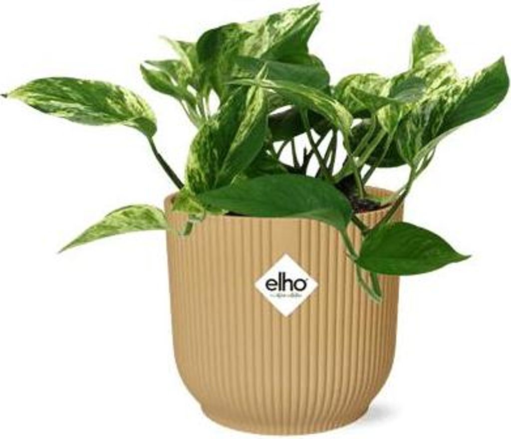 Efeutute Scindapsus Epipremnum Marble Queen pflegeleichte Zimmerpflanze im Topf