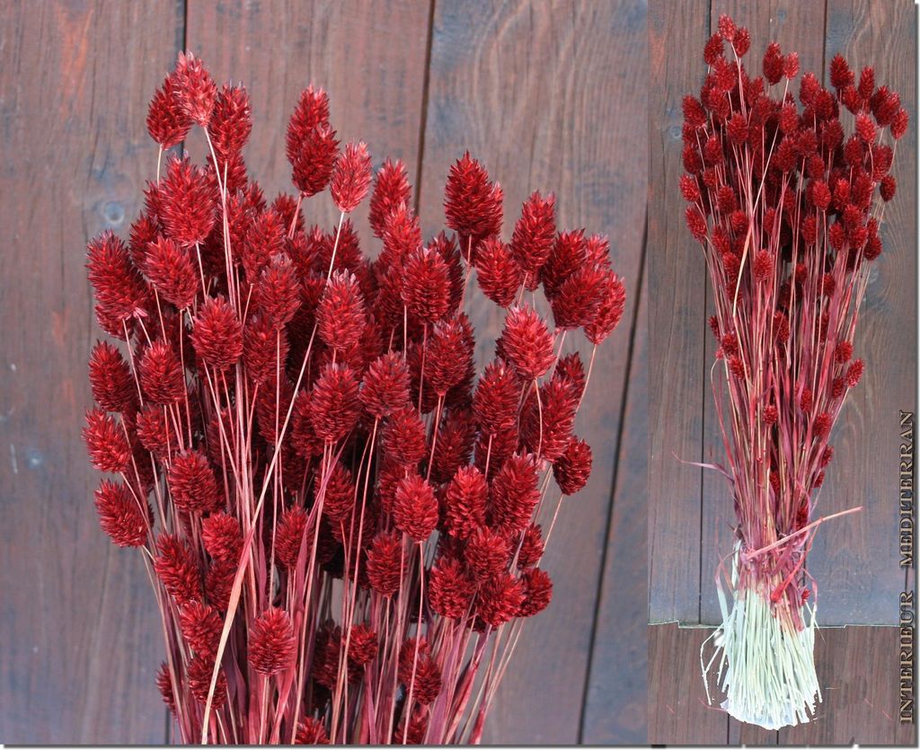 TROCKENBLUMEN "FEUERFUNKEN-2" - Größe: ca.70 CM Bordeaux / Produktbild 