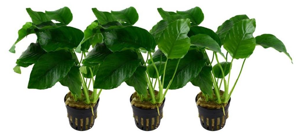 Aquarium Pflanze 3 Stück Anubias barteri Wasserpflanze Produktbild 