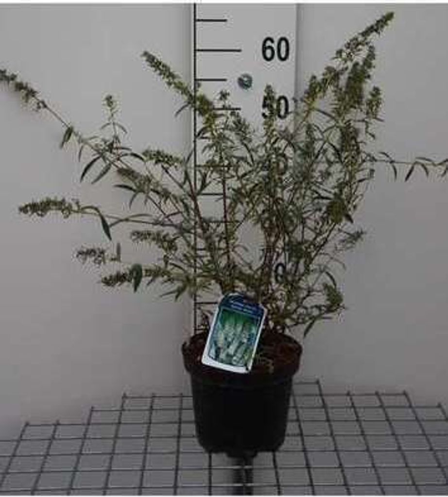 Buddleja dav. 'Nanho White' - Schmetterlingsstrauch 40- 60 Produktbild 