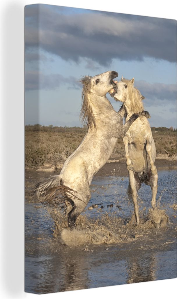 OneMillionCanvasses - Leinwandbilder - 90x140 cm, Zwei weiße Pferde beim Toben in der Camargue, Frankreich, Wandbilder Kunstdruck Wanddekoration...