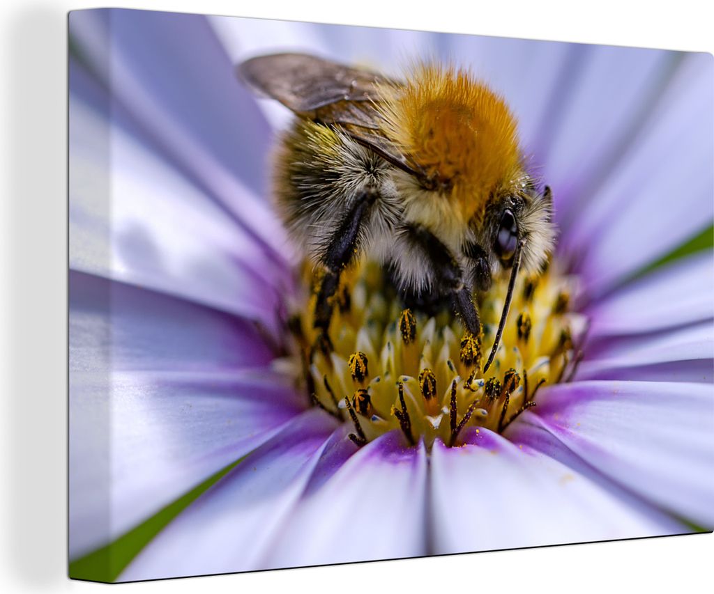 OneMillionCanvasses - Leinwandbilder - 140x90 cm, Hummel auf der Suche nach Nektar in einer schönen lilafarbenen Pflanze, Wandbilder Kunstdruck ...