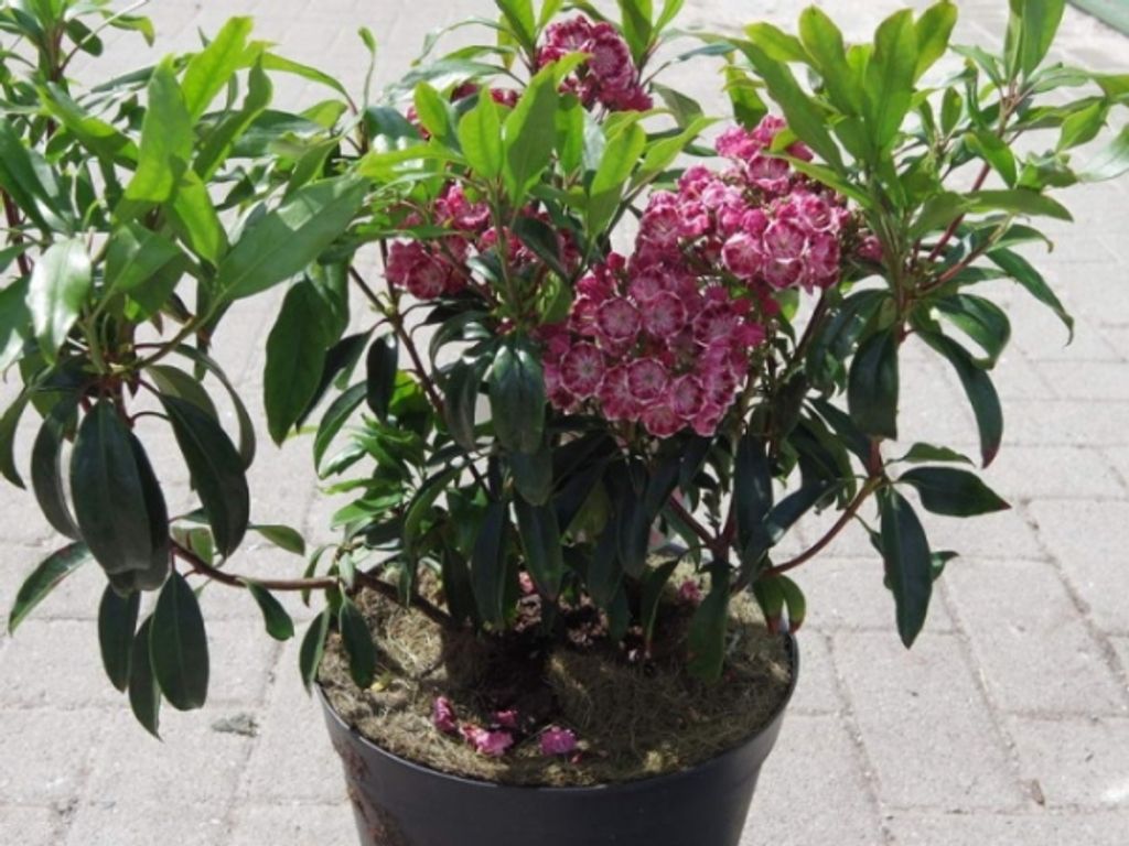 Lorbeerrose - Berglorbeer Ginkona - Kalmia latifolia Ginkona - 30-40cm