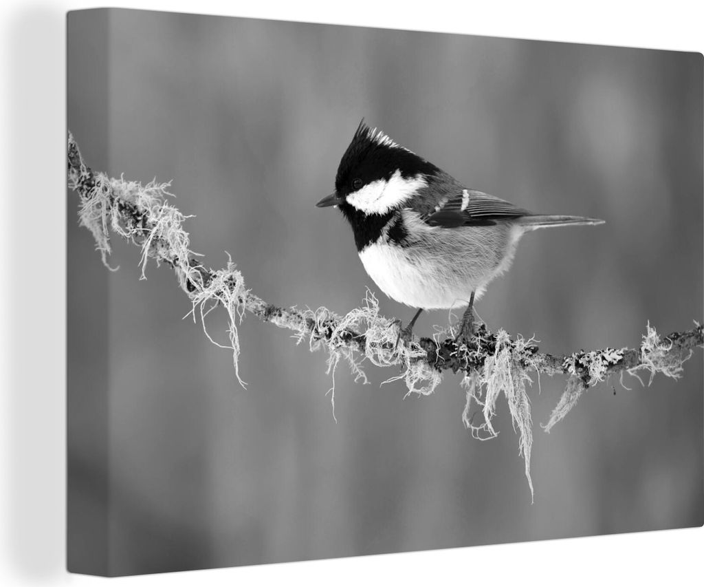 OneMillionCanvasses - Leinwandbilder - 140x90 cm, Eine erwachsene Kohlmeise auf einem Ast im Winter - schwarz-weiß, Wandbilder Kunstdruck Wandde...
