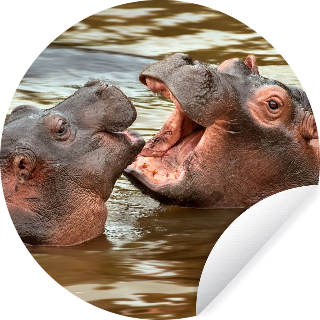 MuchoWow Runde Wandtattoo - Wandsticker Tapete Aufkleber Nilpferd - Tiere - Wasser Ø 100 cm Selbstklebend und Repositionierbar - Wandaufkleber -...