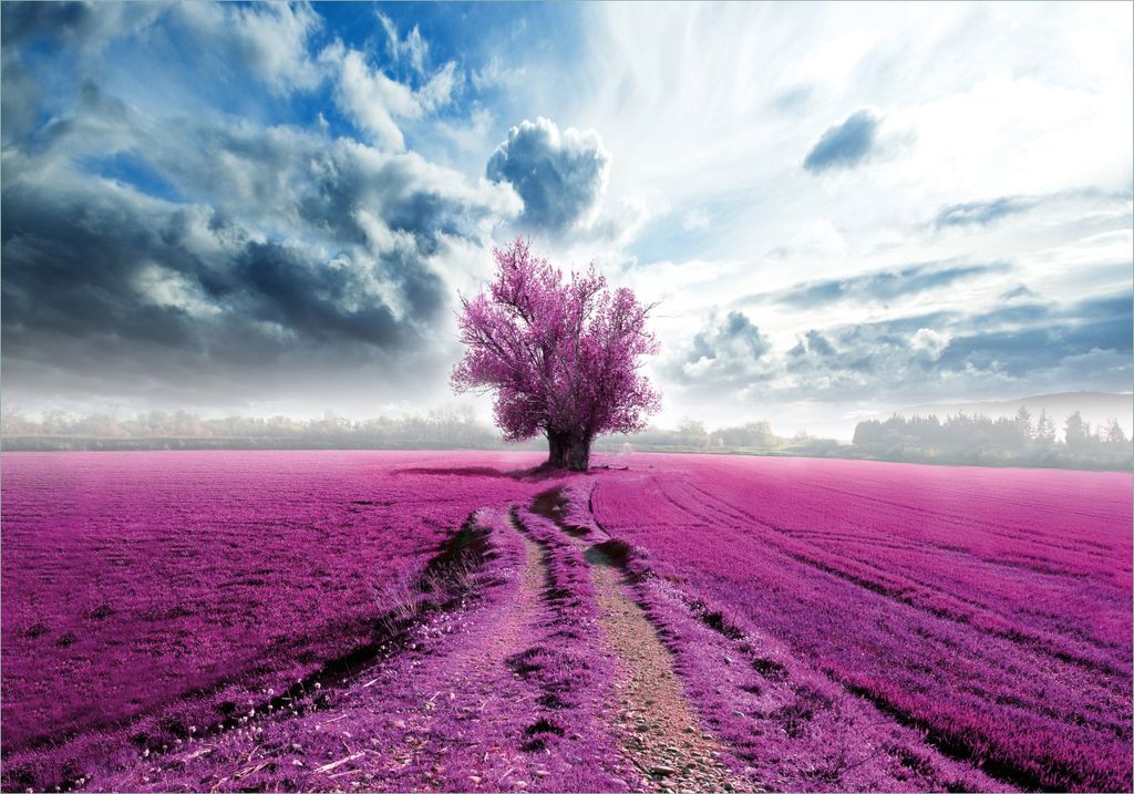 Wallario selbstklebendes Poster - Surreales Blumenfeld lila Blumen auf dem Feld, Größe: 70 x 100 cm