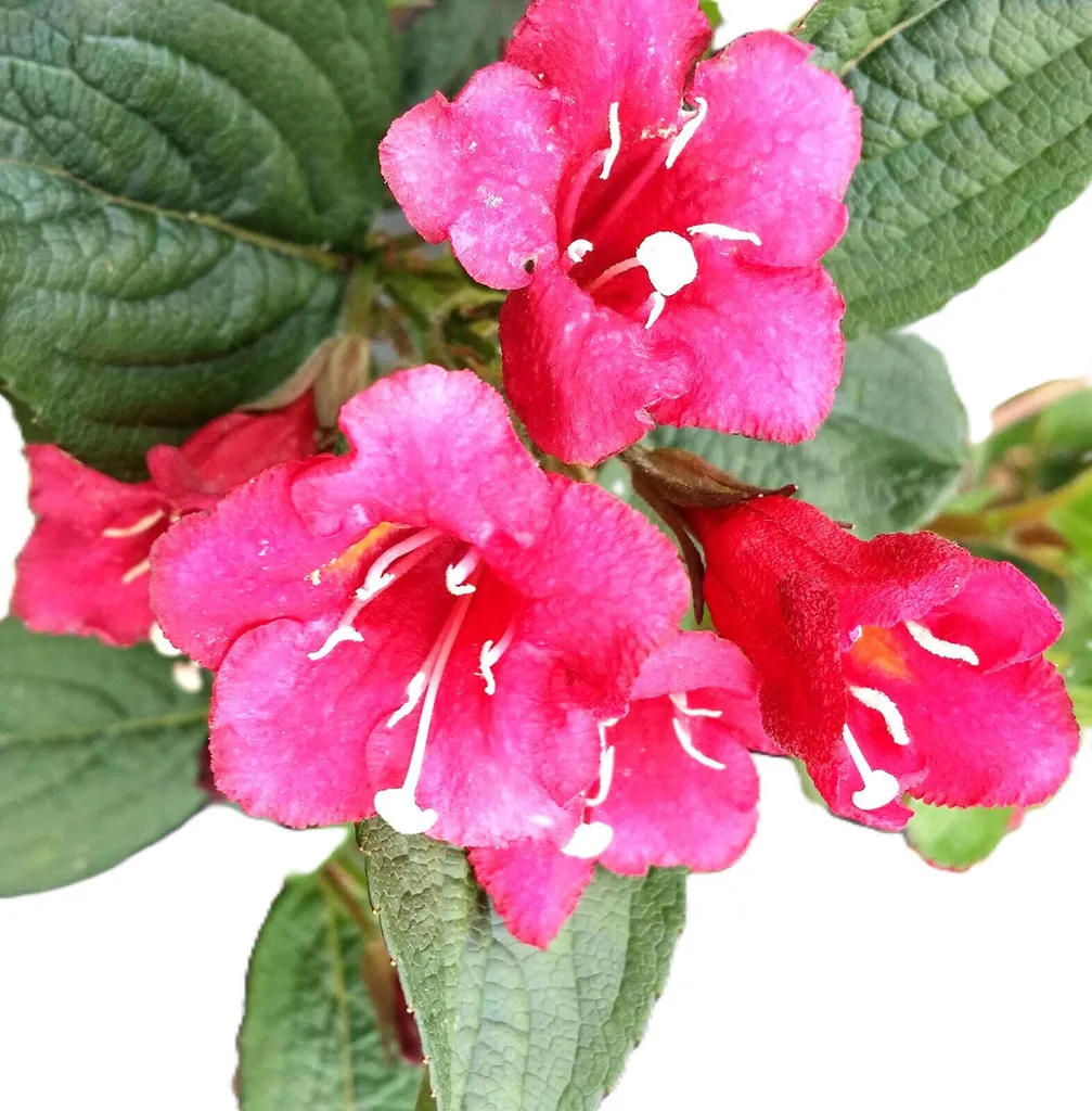 Weigelia Bristol Ruby Rouge Rubis - Arbuste Fleuri Tige 80 à 100 cm - 2