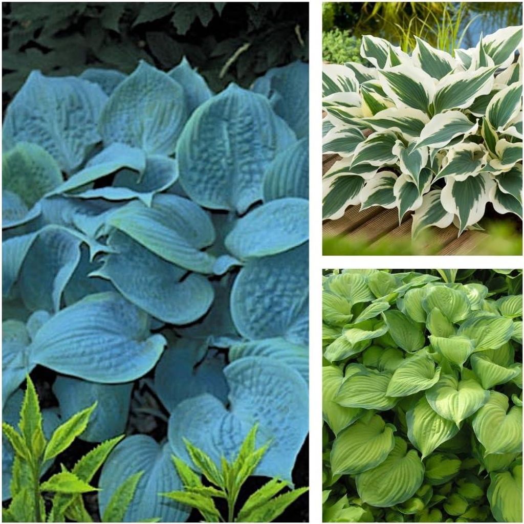 Stauden Gänge 3 x Hosta Kollektion im 1 Liter Topf - Produktbild 
