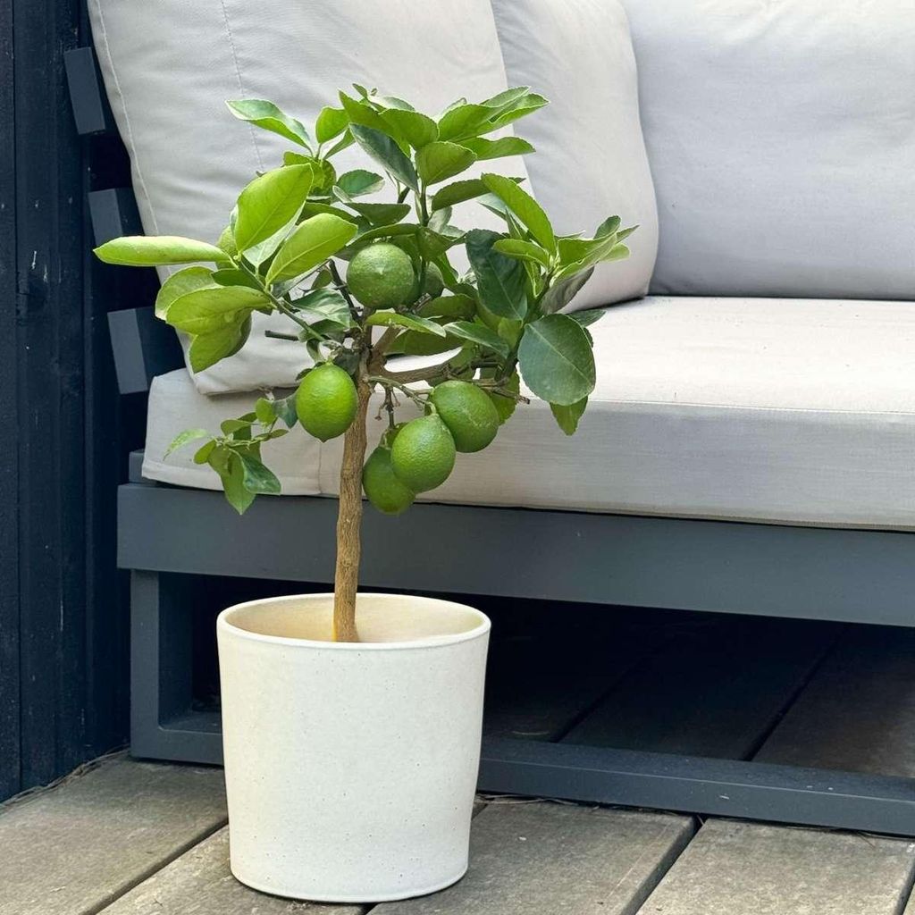 Zitronenbaum - Citrus limon - Hhe 60-70cm - 19cm