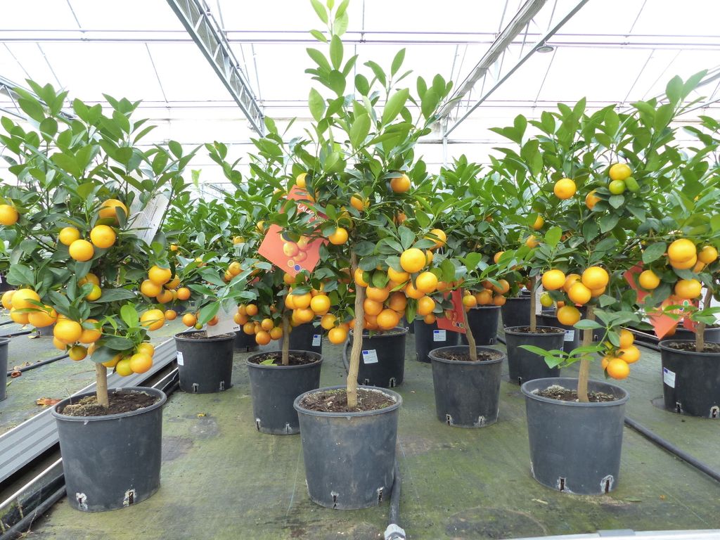 Calamondin Stamm Busch Orange Citrus Mitis 70 - 80 cm Produktbild 6