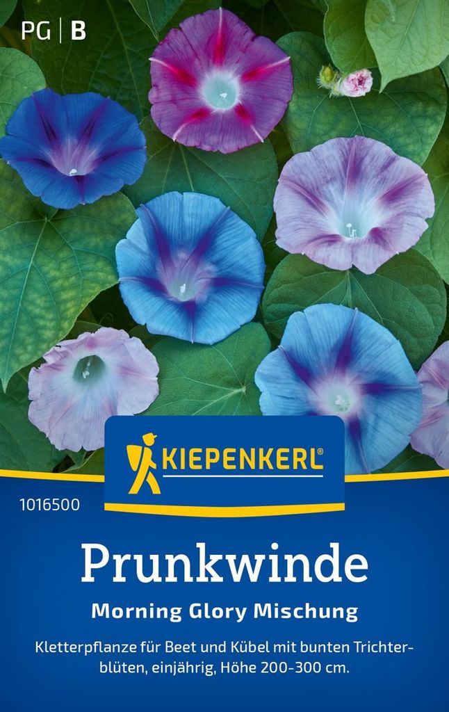 Kiepenkerl Prunkwindensamen Morning Glory Ipomoea purpurea Produktbild 