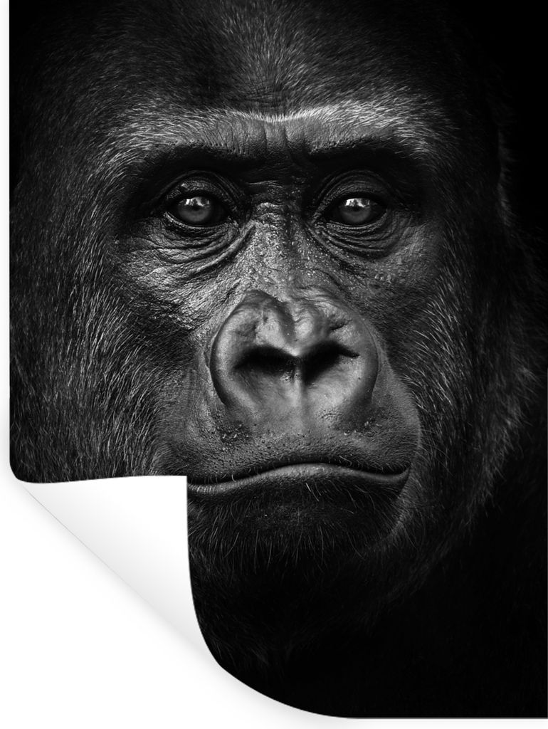 MuchoWow Wandtattoo Wandsticker Wandaufkleber Gorilla - Schwarz - Weiß - Tiere - Porträt 90x120 cm Selbstklebend und Repositionierbar - Faltenfrei