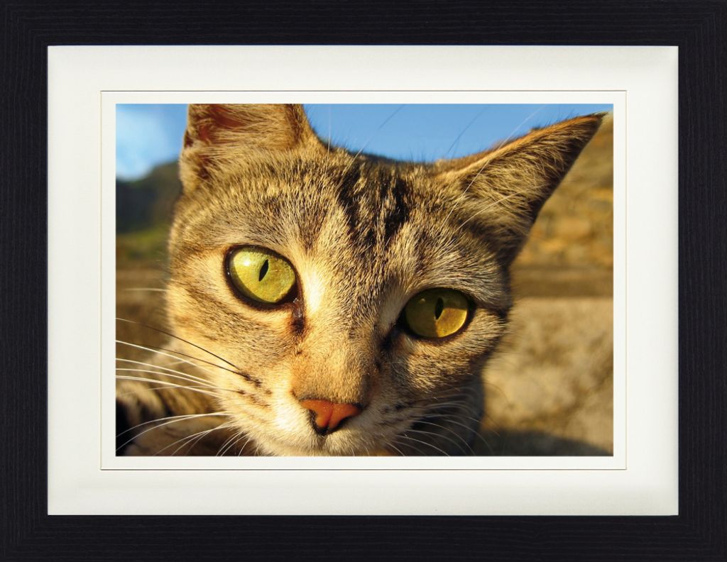 Katzen Gerahmtes Bild Mit Edlem Passepartout | Wand-Bilder | Im Bilderrahmen - Hauskatze In Der Abendsonne (30 x 40 cm)