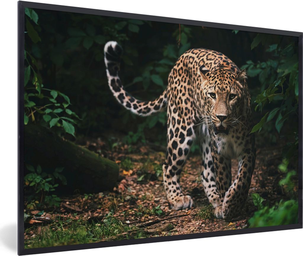 MuchoWow Gerahmtes Poster Wildtiere - Leopard - Dschungel - Natur 90x60 cm - Poster mit Schwarzem Bilderrahmen Wandposter Rahmen Foto Bilder - Fo...