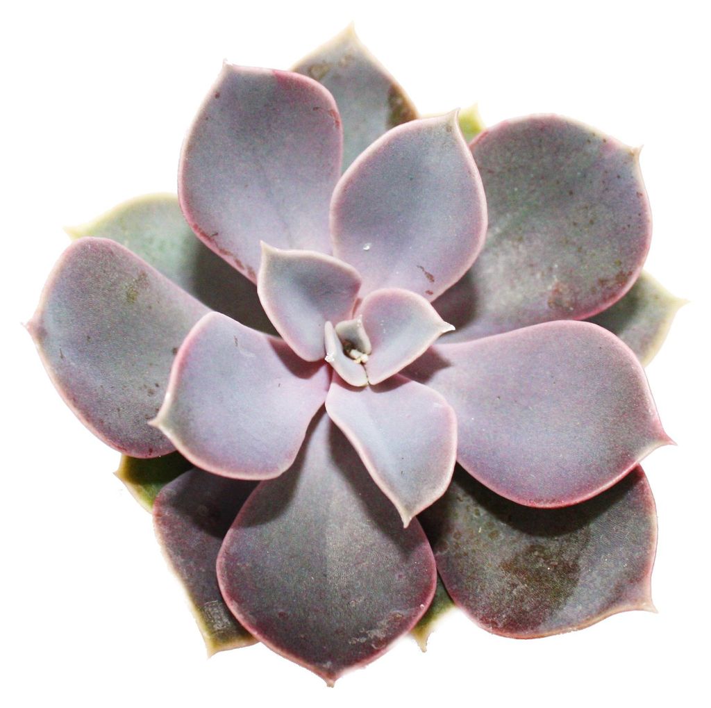 Echeveria - Perle von Nürnberg - kleine Pflanze im 5,5cm Topf