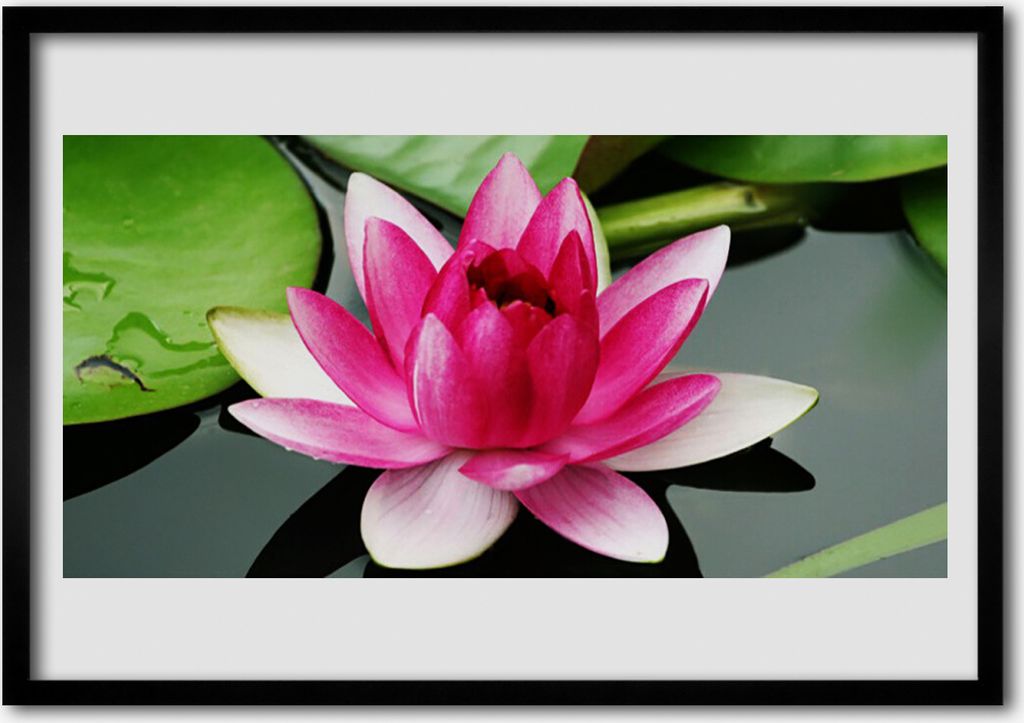 Bild 70x50 MDF-Rahmen Wandkunst Natur Blume Pflanze