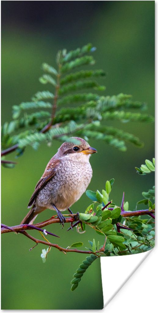 MuchoWow Poster Vogel - Baum - Wald 20x40 cm - Plakat - Foto