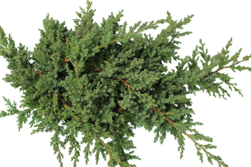 Bodendecker Zwergwacholder Juniperus procumbens Nana 30 - 40 cm
