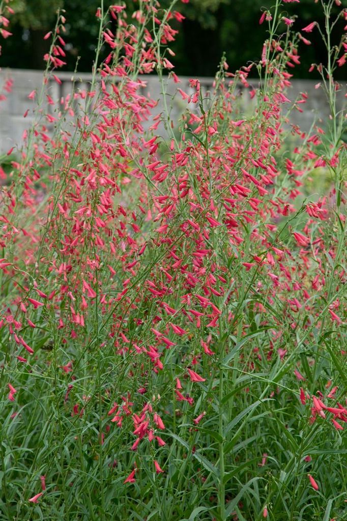 Penstemon barbatus 'Coccineus', Bartfaden, leuchtend rot, Produktbild 