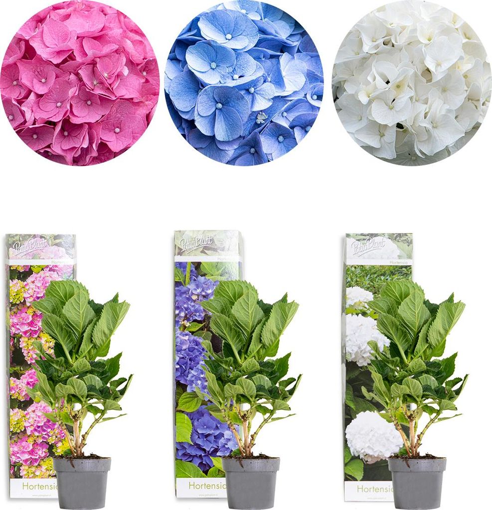 3er-Mix - Hydrangea Macrophylla - Rosa, Blau, Weiß - Produktbild 
