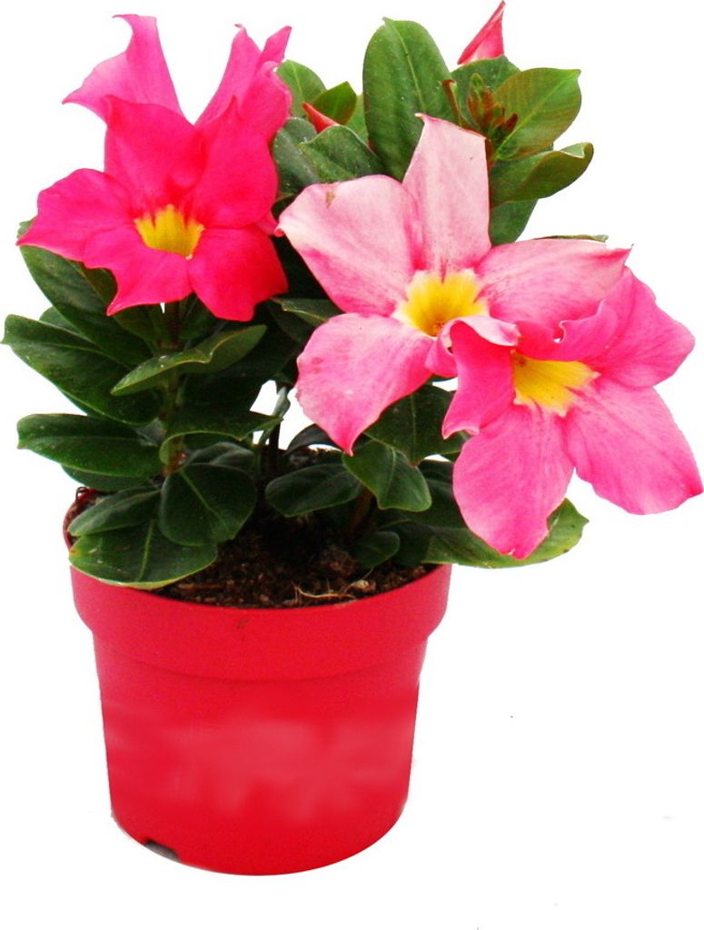 Dipladenia - Gelsomino del Cile - vaso da 10 cm - set di 3 Immagine del prodotto 