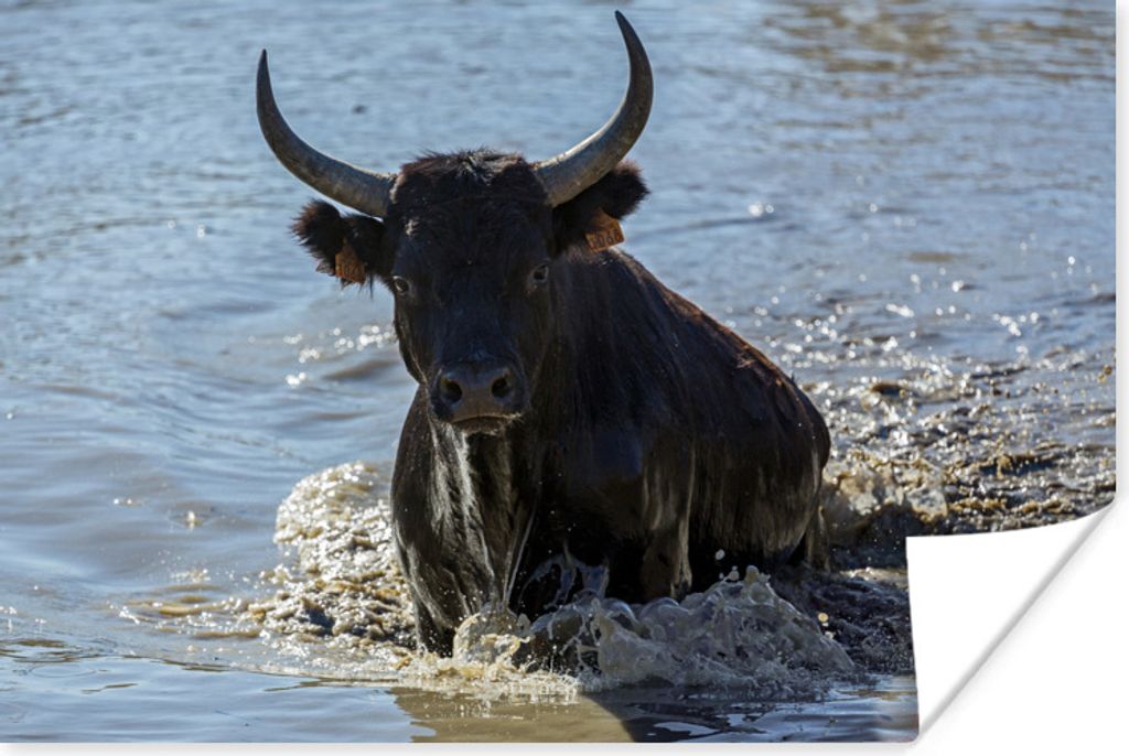 MuchoWow Poster Ein Stier klettert in der Camargue aus dem Wasser 60x40 cm - Schlafzimmerdekoration