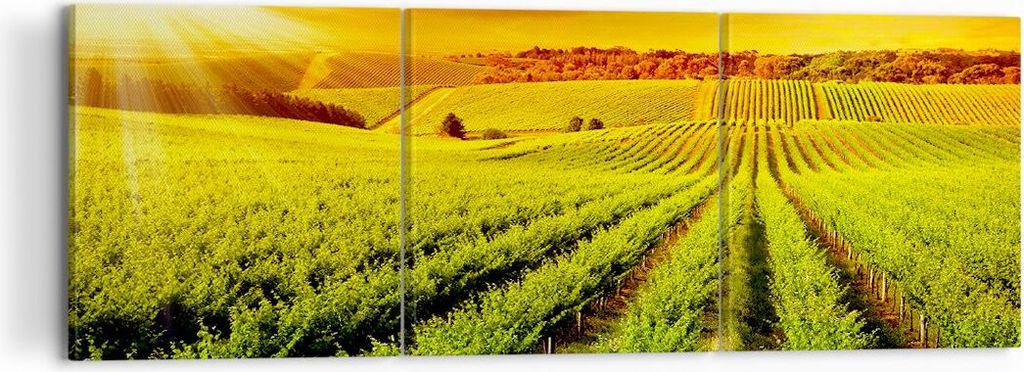 Bild auf Leinwand - Leinwandbild - Land Weingut Pflanzung - 120x40cm - Wand Bild - Wanddeko - Leinwanddruck - Bilder - Kunstdruck - Wanddekoration ...