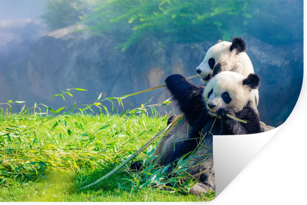 MuchoWow Wandtattoo Wandsticker Wandaufkleber Panda - Bambus - Gras - Tiere 90x60 cm Selbstklebend und Repositionierbar - Aufkleber