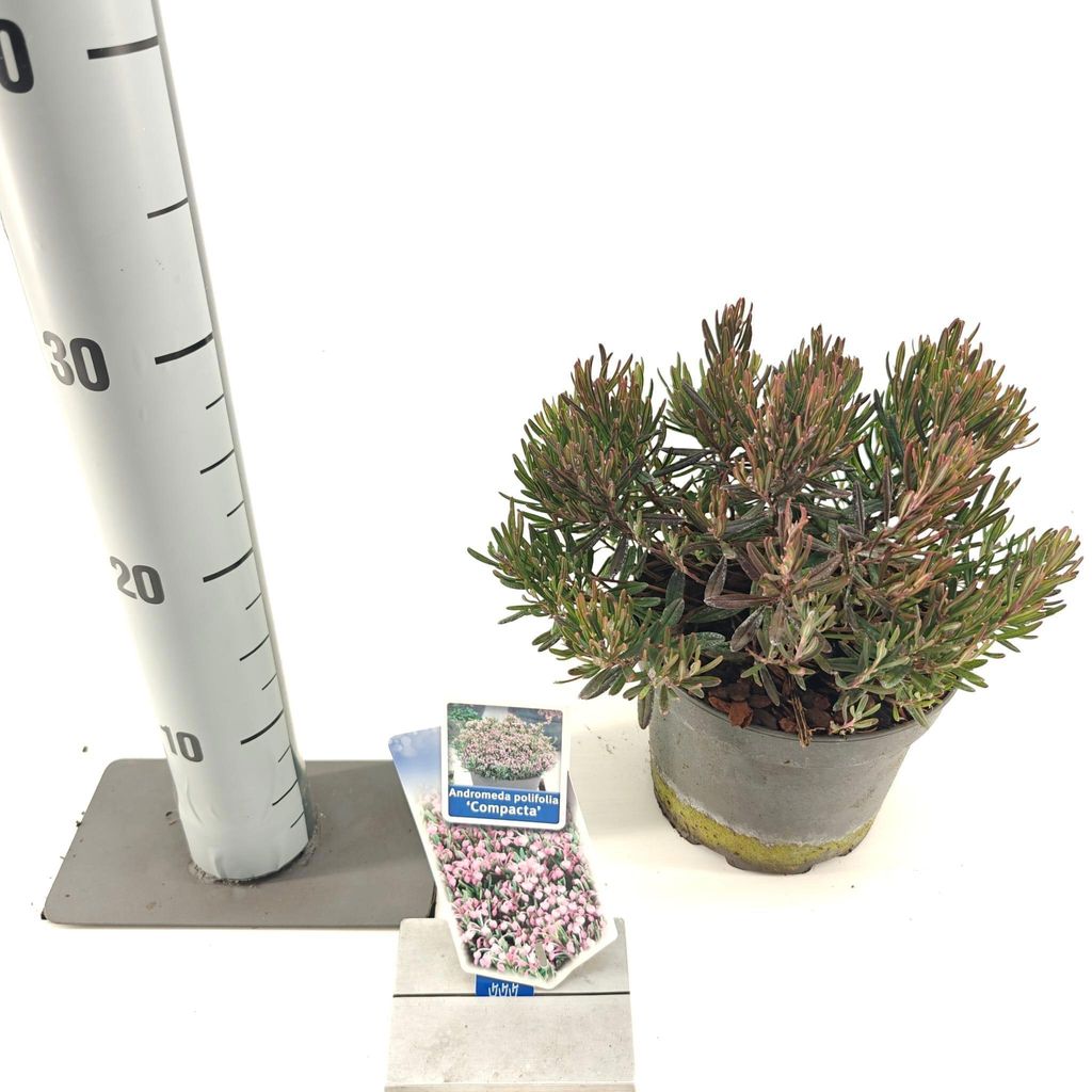 Andromeda pol. 'Compacta' - Lavendelheide | 20-25 cm im Topf