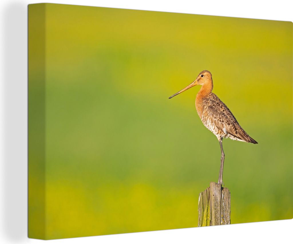OneMillionCanvasses - Leinwandbilder - 140x90 cm, Vogel - Tiere - Uferschnepfe - Pfahl - Grün, Wandbilder Kunstdruck Wanddekoration - Foto auf L...