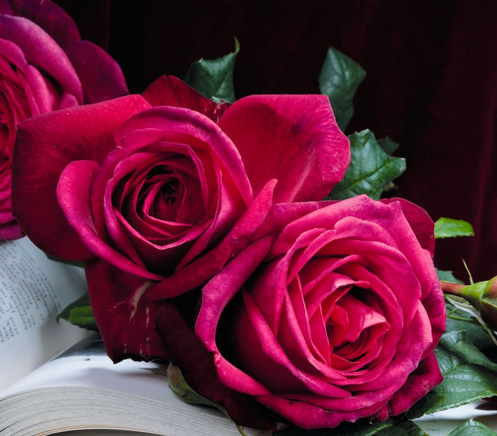 Dehner Edelrose J.W.v. Goethe Rose , Züchter Tantau, großblütige gefüllte pinke Blüten, duftend, 20-30 cm, wurzelnackte Ware