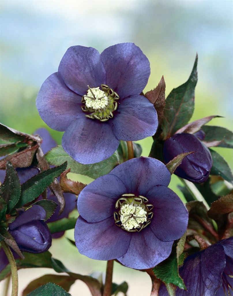 Helleborus 'Blue Lady' Nieswurz Lenzrose Kaufland.de