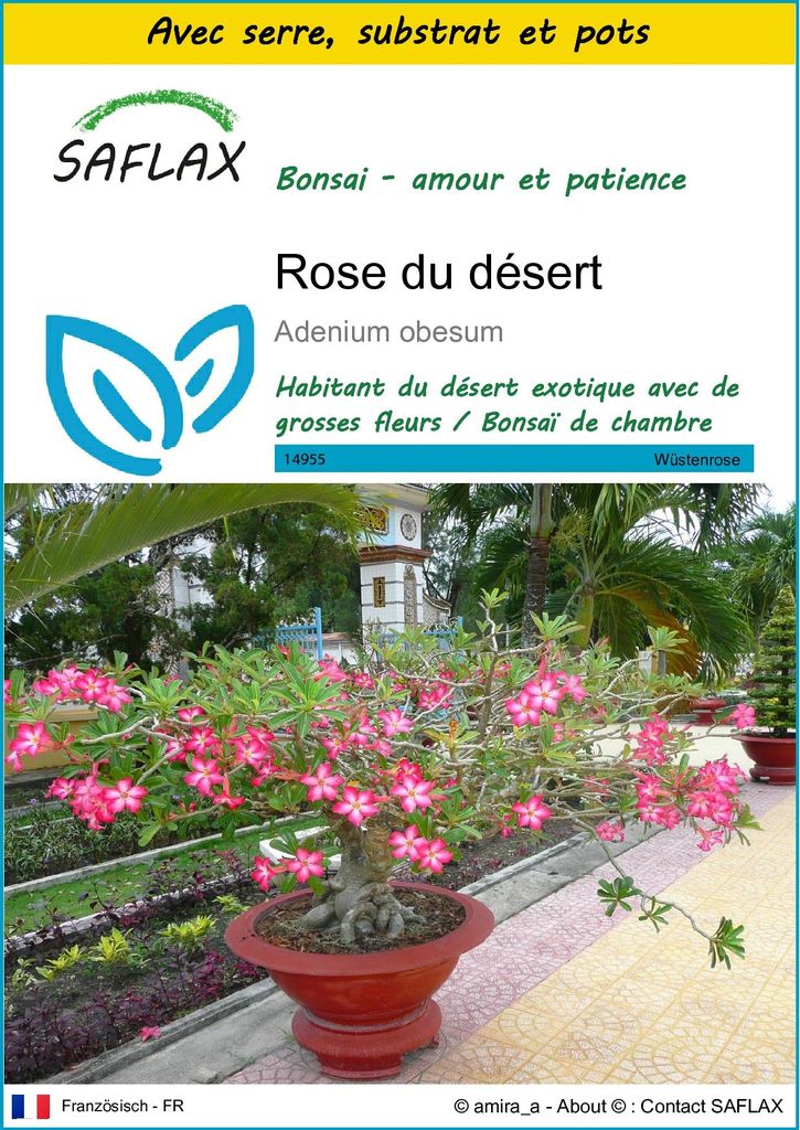 SAFLAX Ensemble de culture - Rose du désert - 8 graines - Image du produit 