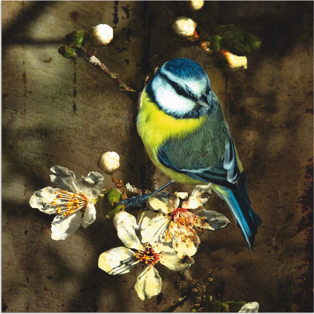 ARTland Wandbild Alu für Innen & Outdoor Blaumeise auf Kirschzweig Größe: 40x40 cm