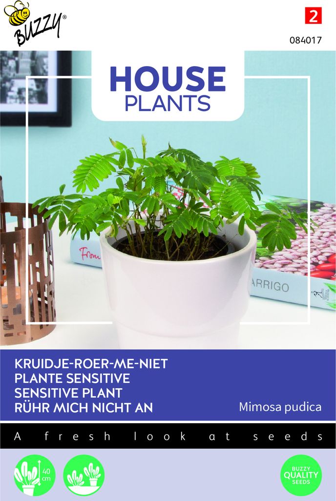 Buzzy House plants Mimosa pudica Rührmichnichtan Samen - Ca. 0,2 gr | Buzzy_084017
