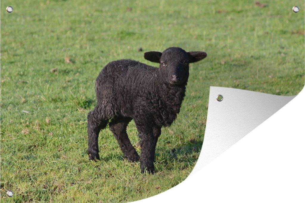 MuchoWow 90x60 cm Outdoor-Poster Gartendeko Sichtschutz Garten Poster für den Garten Schaf - Lamm - Schwarz - Gras