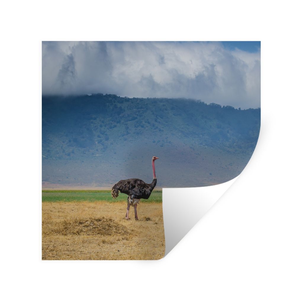 MuchoWow Wandtattoo Wandsticker Wandaufkleber Strauß inmitten der Savanne des Ngorongoro-Kraters in Tansania 80x80 cm Selbstklebend und Repositi...