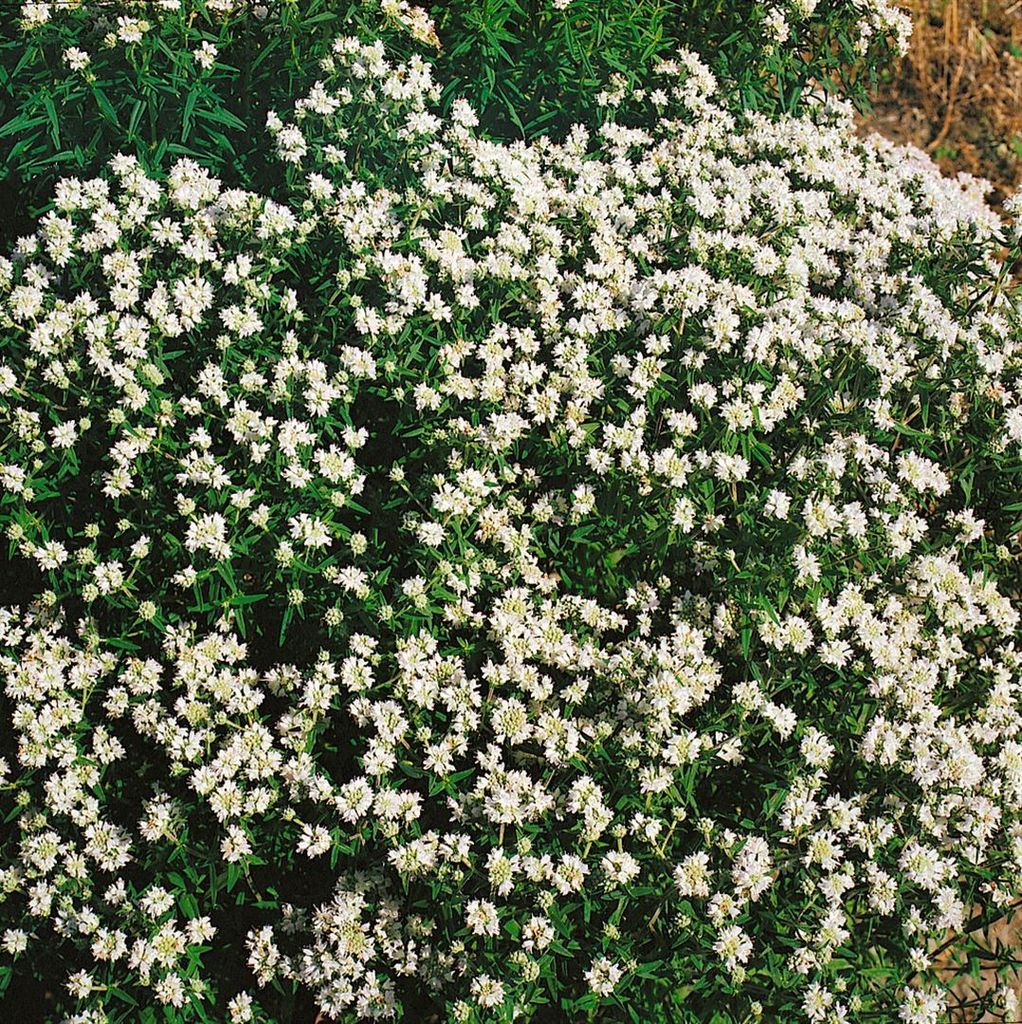 Pycnanthemum flexuosum, Bergminze, aromatisch, ca. 9x9 cm Topf
