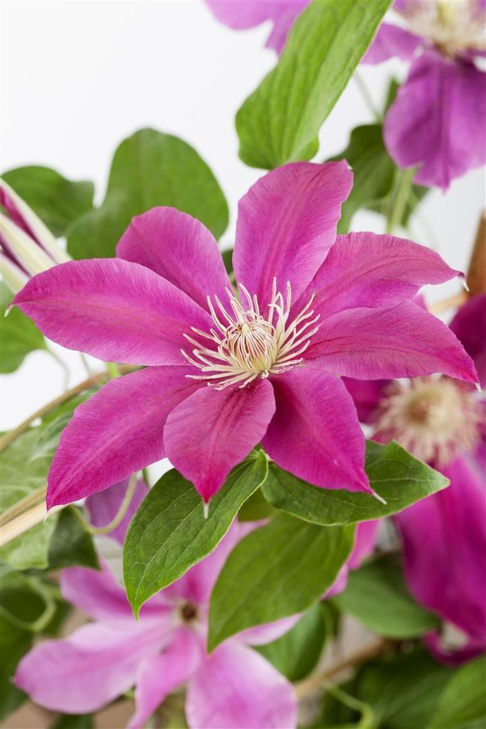 Clematis Hybrid 'Comtesse de Bouchaud', rosa Blüten, 60–100 cm