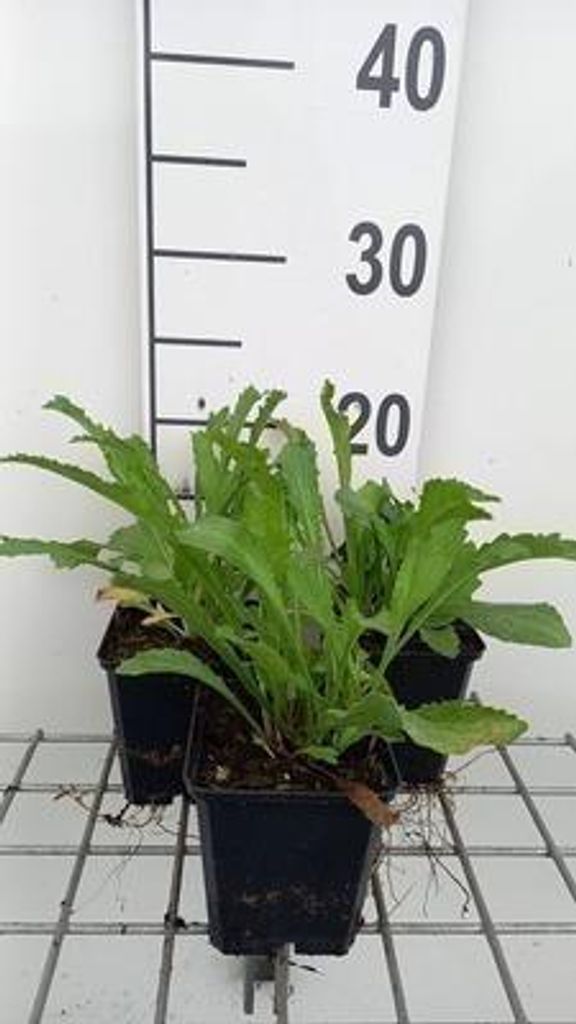 6 x Leucanthemum (s) 'Alaska' - Margerite - Topf 9 x 9 cm